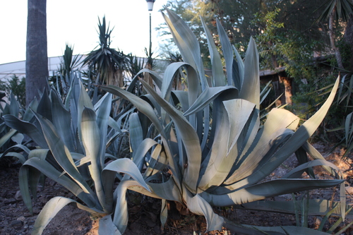 Agave americana