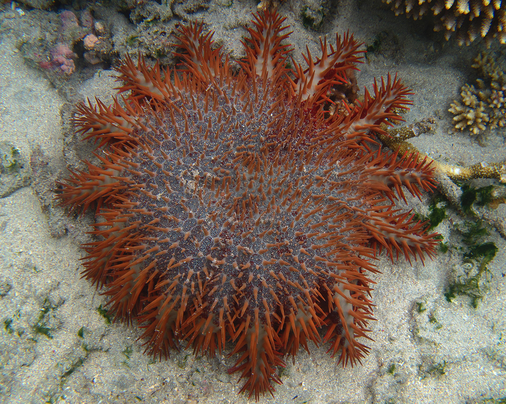 South Indian Ocean crown-of-thorns