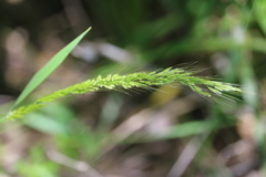 Limnodea arkansana