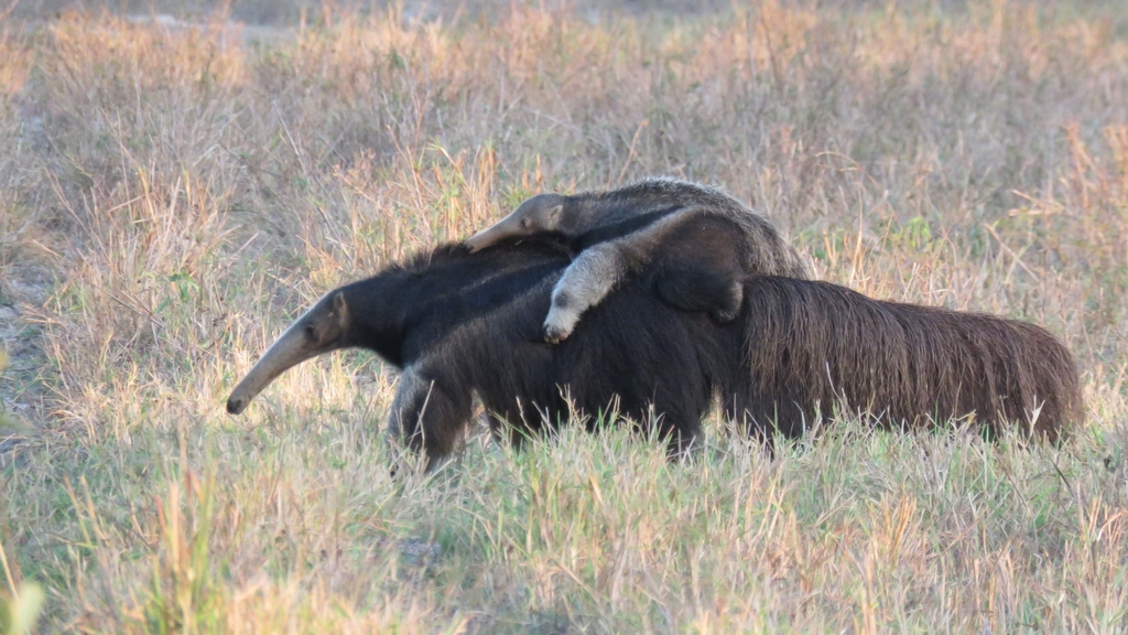 Giant Anteater