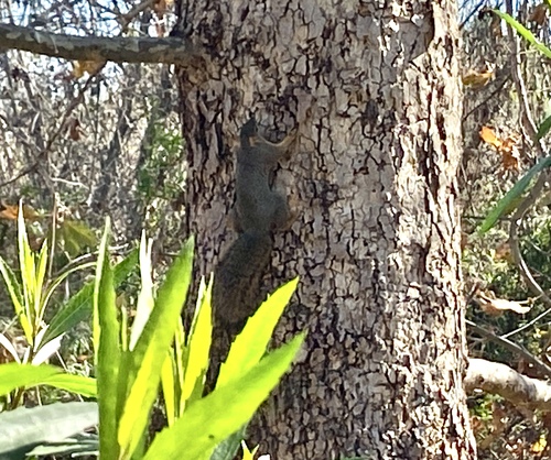 iNaturalist observation photo of Eastern Fox Squirrel