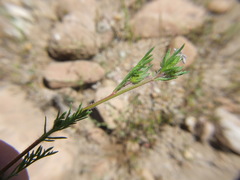 Gilia laciniata
