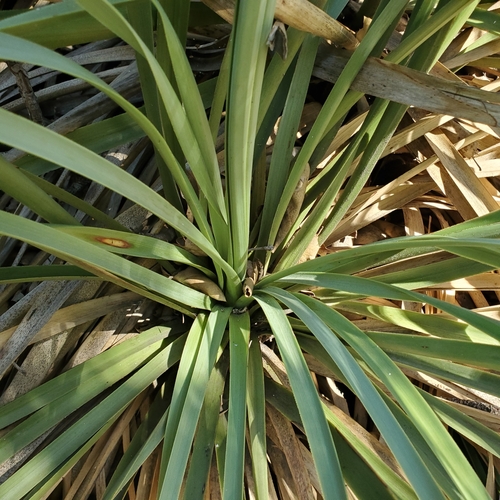 Image of Nolina cismontana by no rights reserved