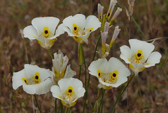 Calochortus superbus