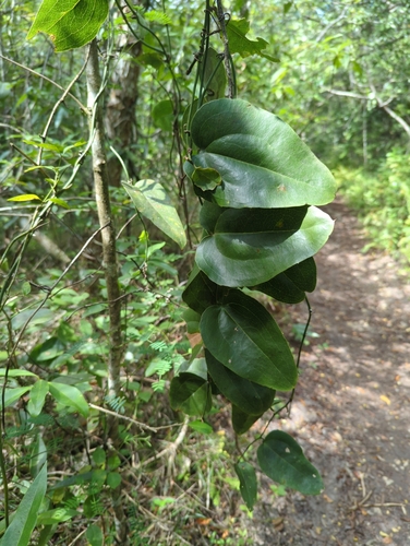 Everglades greenbrier (Smilax coriacea)