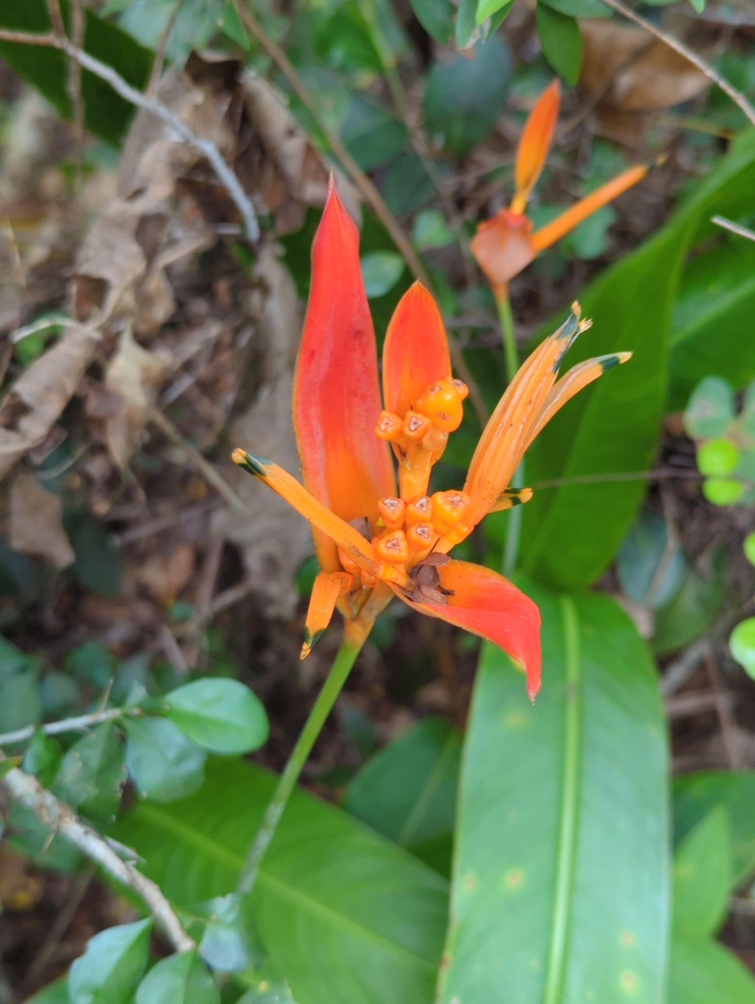 Imagem de Bananeira-de-jardim