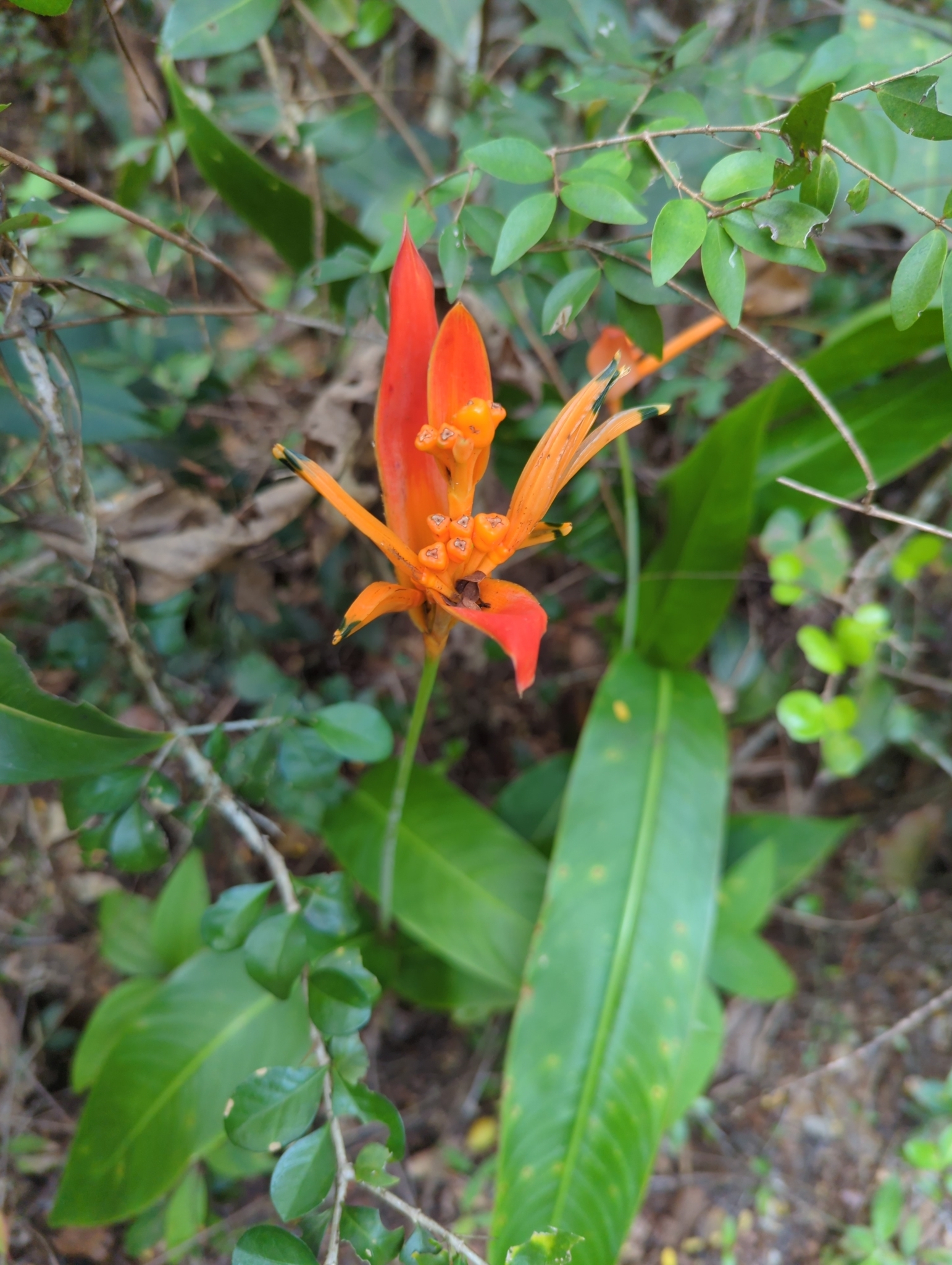Imagem de Bananeira-de-jardim