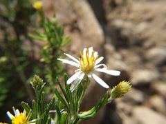 Diplostephium meyenii