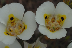Calochortus superbus