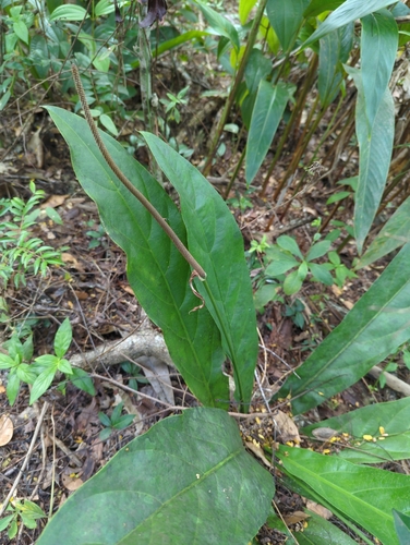 Image of Anthurium crenatum by (c) Tom Field, some rights reserved (CC BY)