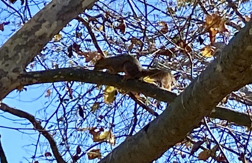 iNaturalist observation photo of Eastern Fox Squirrel
