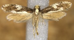 Monopis dorsistrigella