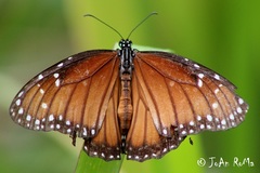 Danaus eresimus montezuma