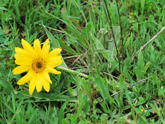 Wyethia angustifolia