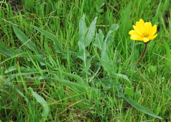 Wyethia angustifolia