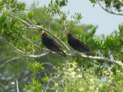 Cathartes burrovianus image