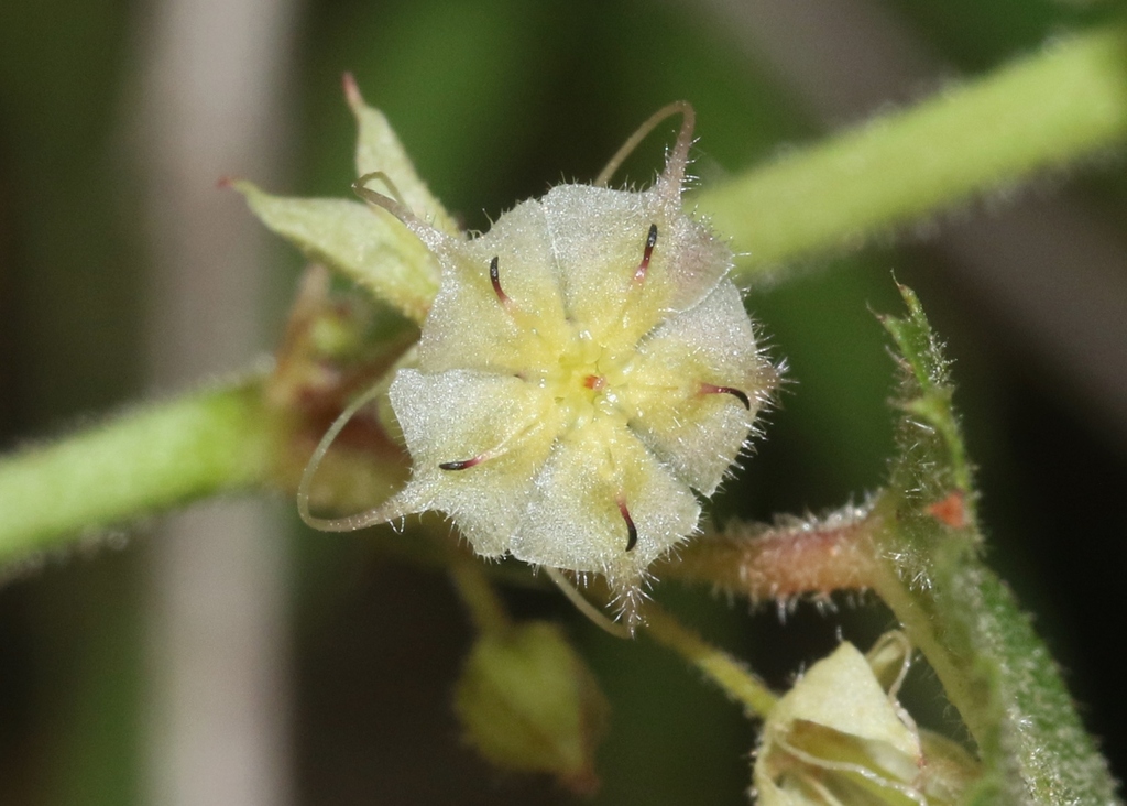 Ayenia peninsularis