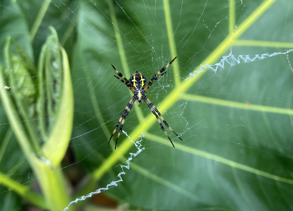 Hawaiian Garden Spider from Kauaʻi, Koloa, HI, US on January 12, 2024 ...