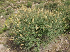 Mulguraea arequipensis