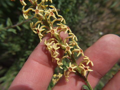 Mulguraea arequipensis