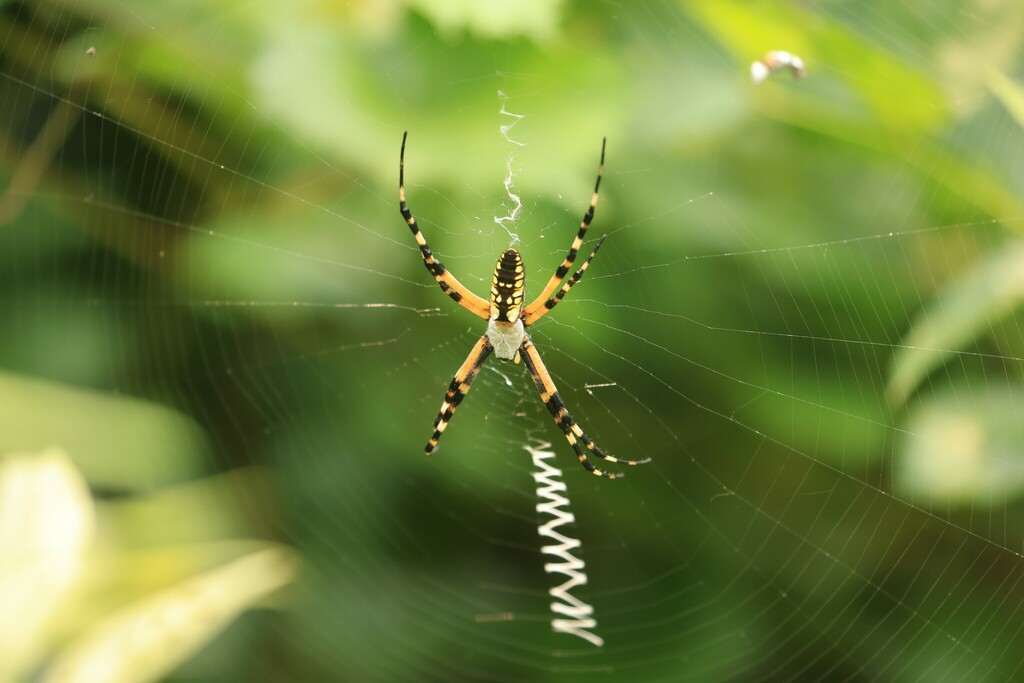 Yellow Garden Spider from Kreher Preserve & Nature Center Auburn ...