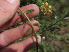 Mulguraea arequipensis