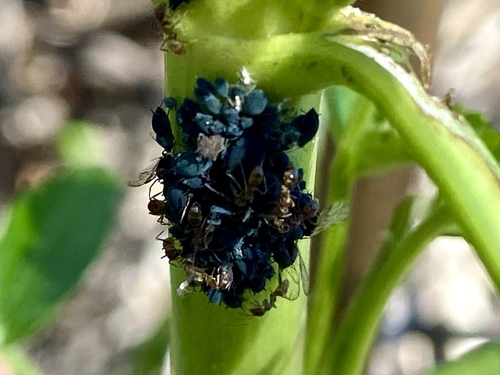iNaturalist observation photo of Argentine Ant