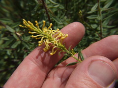 Mulguraea arequipensis