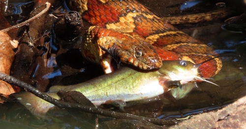 Catfish (Ameiurus catus) — Ictaluridae — 4