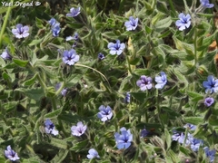 Alkanna strigosa