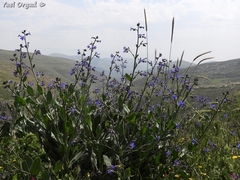Anchusa strigosa