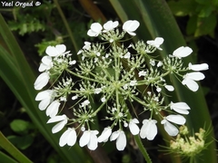 Artedia squamata