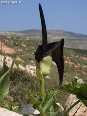 Arum palaestinum