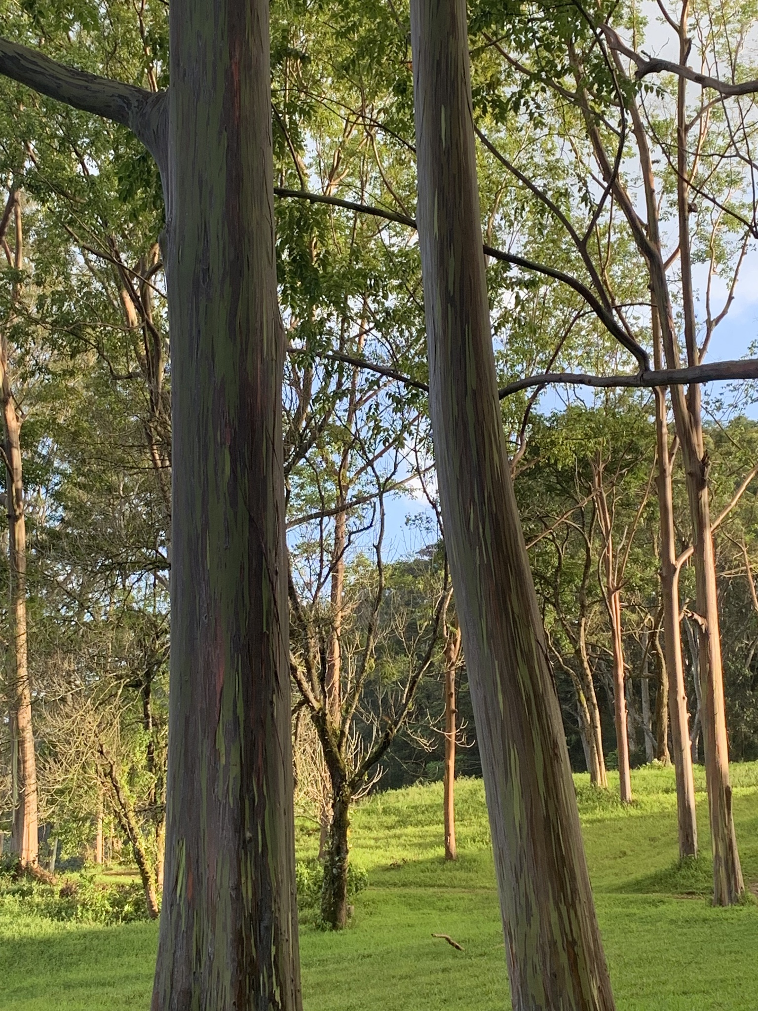 Imagem de Eucalipto Arco-Íris