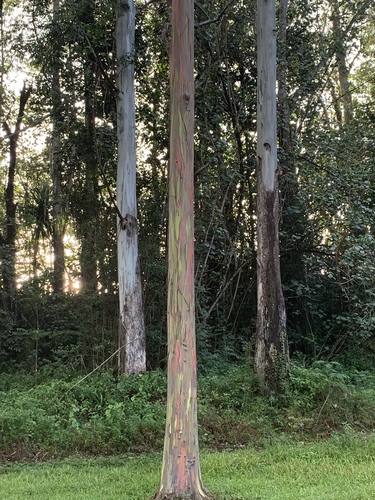 Foto de Eucalipto Arco-Íris