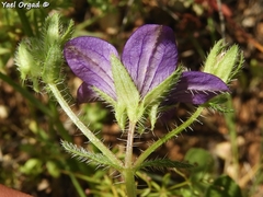 Campanula stellaris