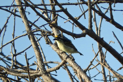 Pogoniulus chrysoconus