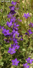 Campanula stellaris