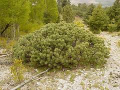 Pinus culminicola