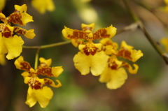 Oncidium sphacelatum