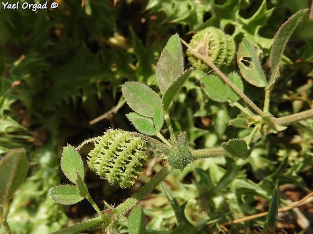 Medicago rotata