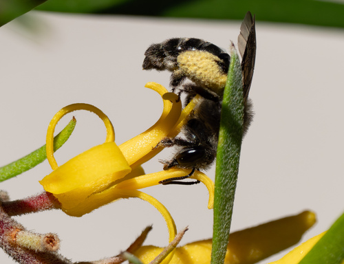 Leioproctus incanescens