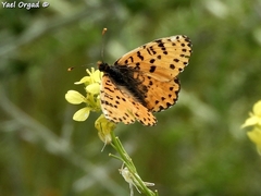 Melitaea deserticola