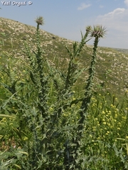 Onopordum palaestinum
