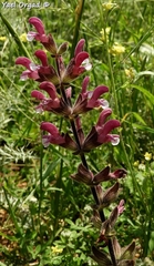 Salvia hierosolymitana