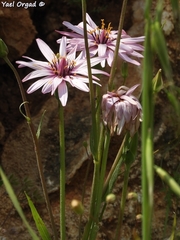 Pseudopodospermum papposum
