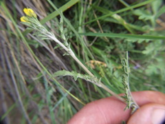 Descurainia myriophylla