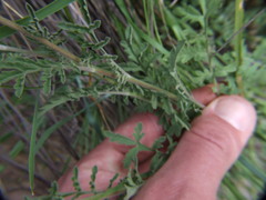 Descurainia myriophylla