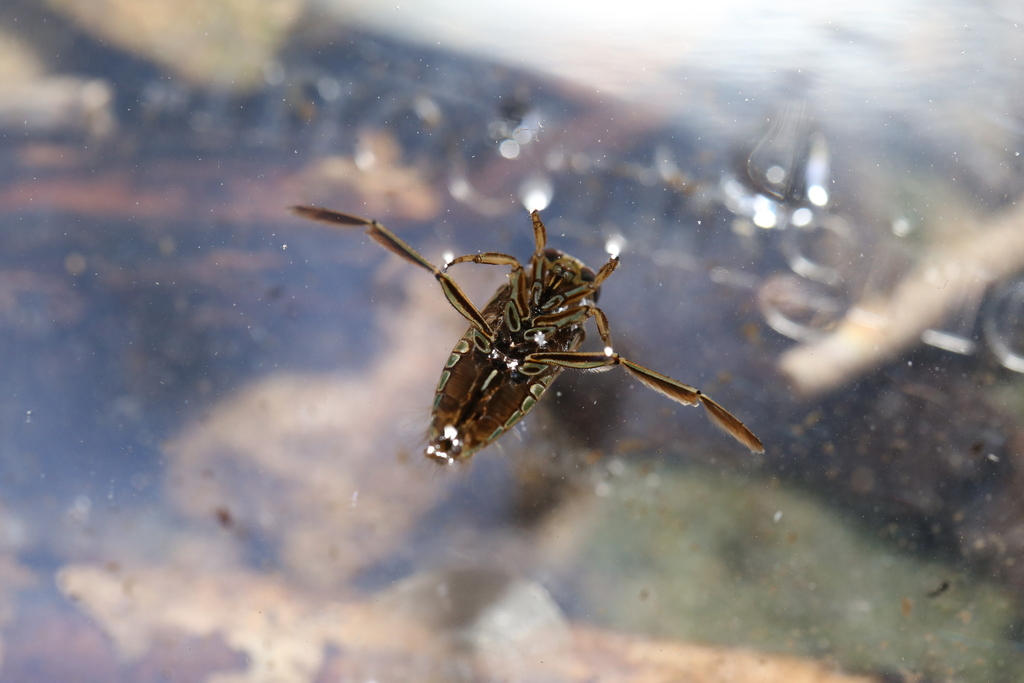 Notonecta lobata