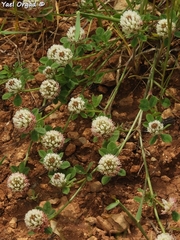 Trifolium argutum